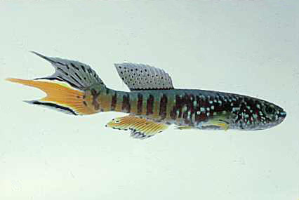 APHYOSEMION SJOESTEDTI